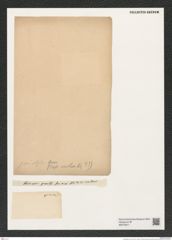 Cyclostella sp. (de-Toni-Nr.: Genus 216) Zeichnungen Sammlung Grunow (NHMW-BOT-W0379211)